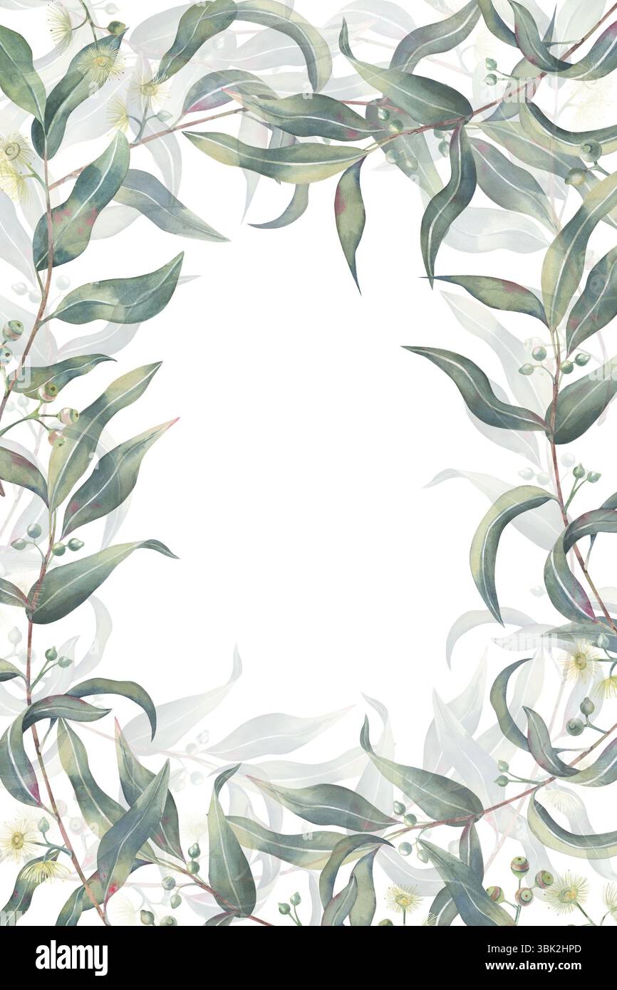 Illustration aquarelle d'un cadre délicat d'eucalyptus sur un fond blanc. Feuilles d'eucalyptus et fleurs dessinées à la main pour invitations, cartes, branding Banque D'Images