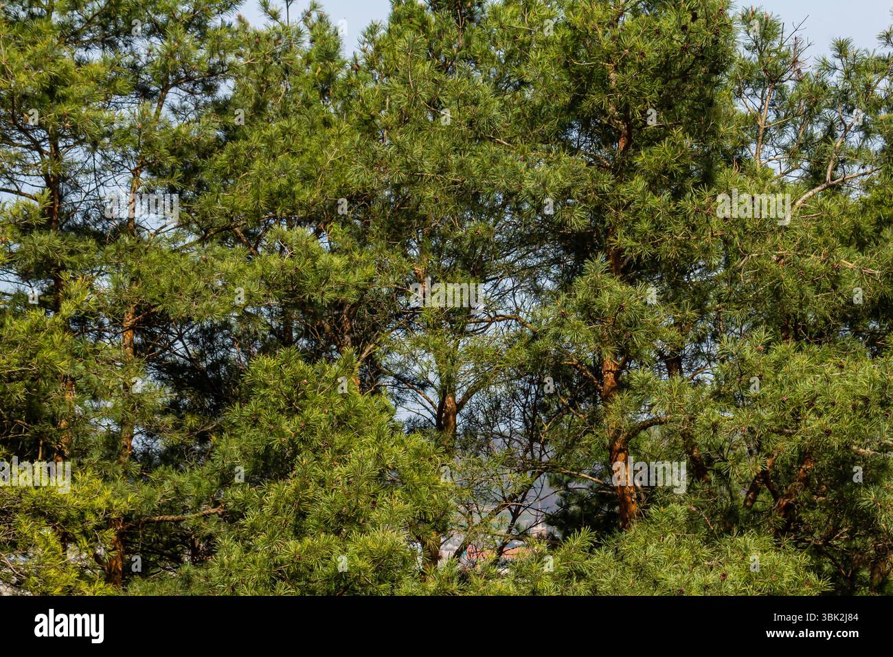 De grands pins luxuriants dominent le paysage, créant une atmosphère paisible. Leur riche feuillage vert contraste magnifiquement avec le SK bleu clair Banque D'Images