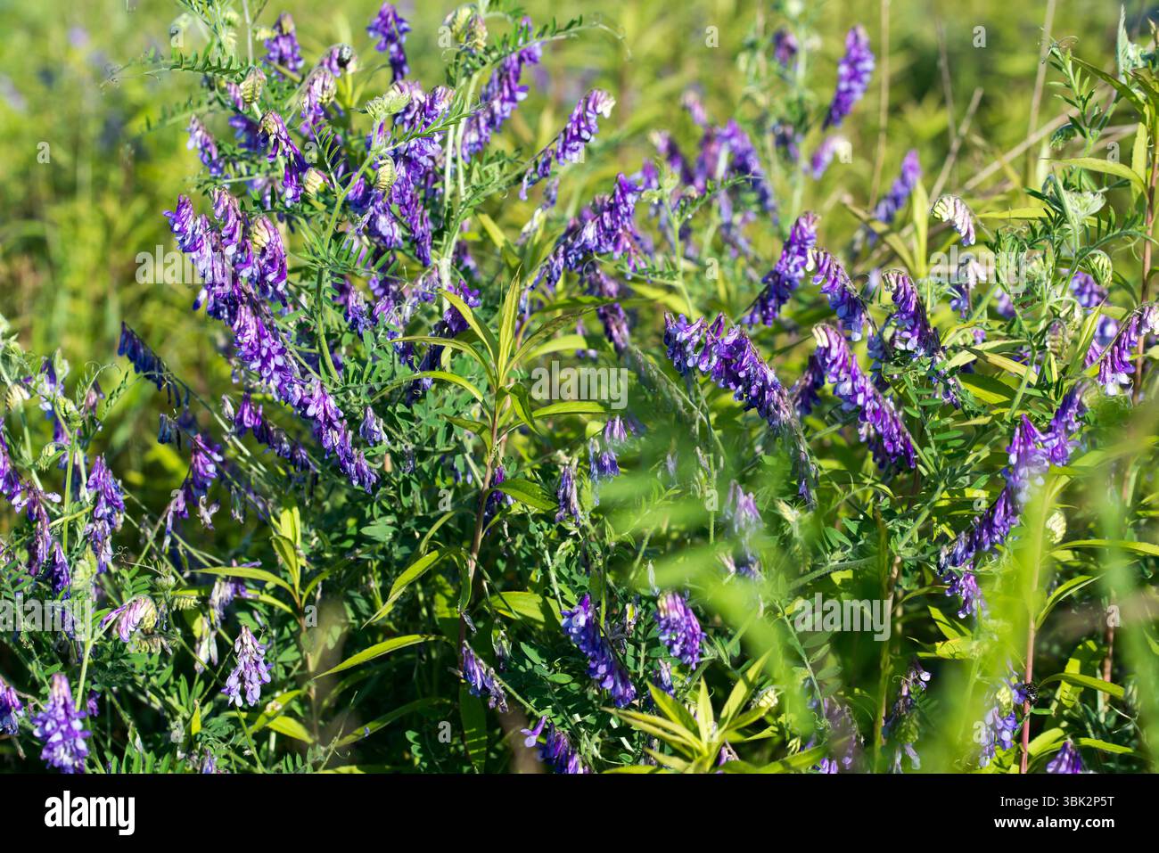 Vicia villosa, velu vesce fleurs de prairie gros plan sélectif Banque D'Images
