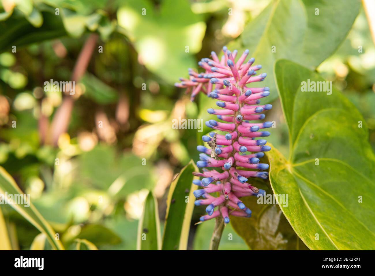 Gros plan de fleur rose et bleue éclatante d'Aechmea dans un jardin luxuriant. Plante tropicale unique présentant des couleurs saisissantes et une forme de fleur inhabituelle. Banque D'Images Gros plan de fleur rose et bleue éclatante d'Aechmea dans un jardin luxuriant. Plante tropicale unique présentant des couleurs saisissantes et une forme de fleur inhabituelle. Banque D'Images