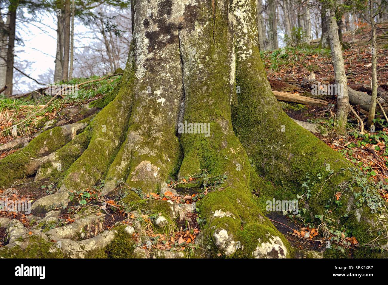 Mousse verte sur le tronc d'arbre gros plan photo Banque D'Images