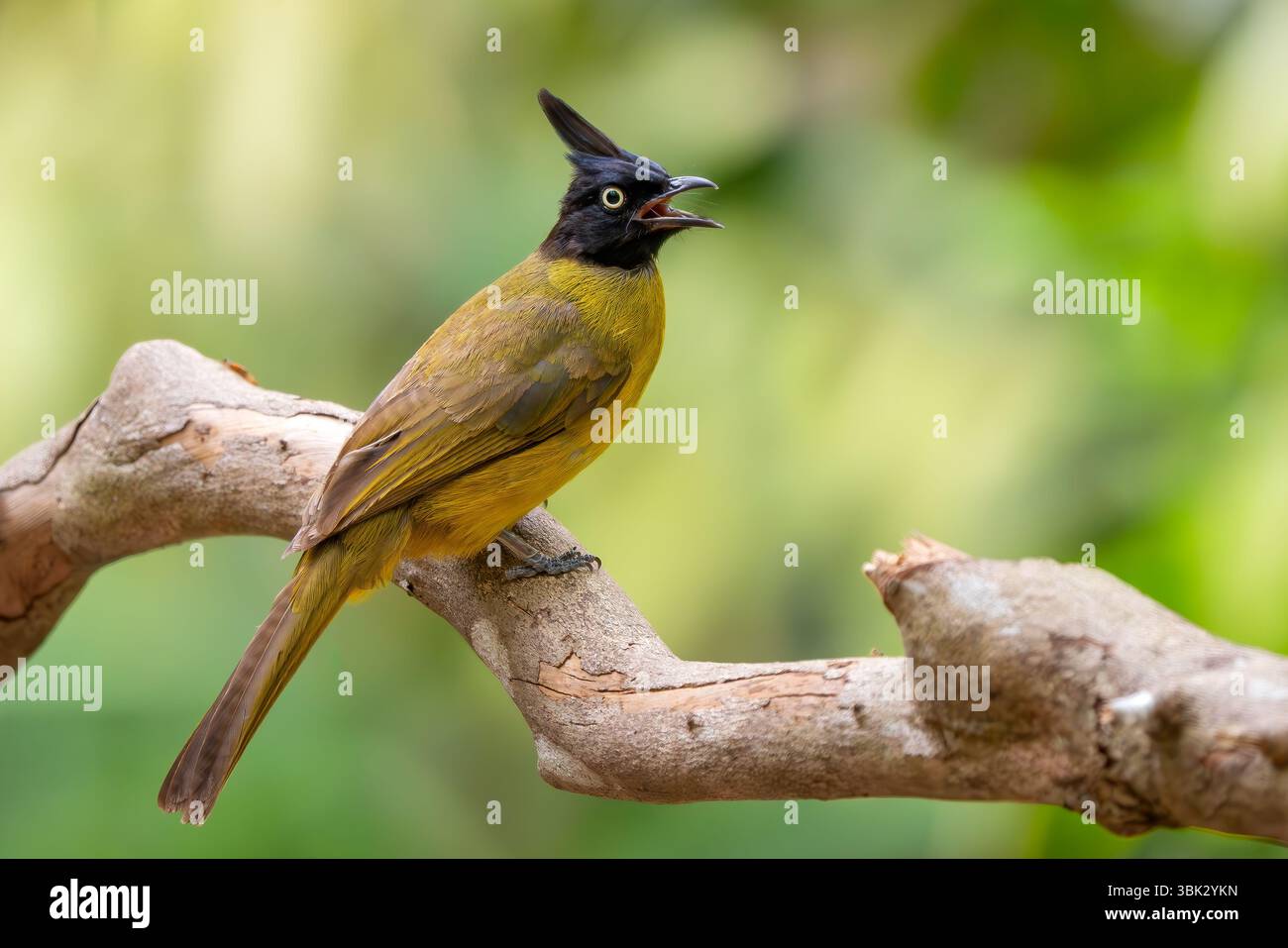 Bulbul à crête noire - Rubigula flaviventris, bel oiseau perché jaune et noir des forêts et des bois asiatiques, Vietnam. Banque D'Images