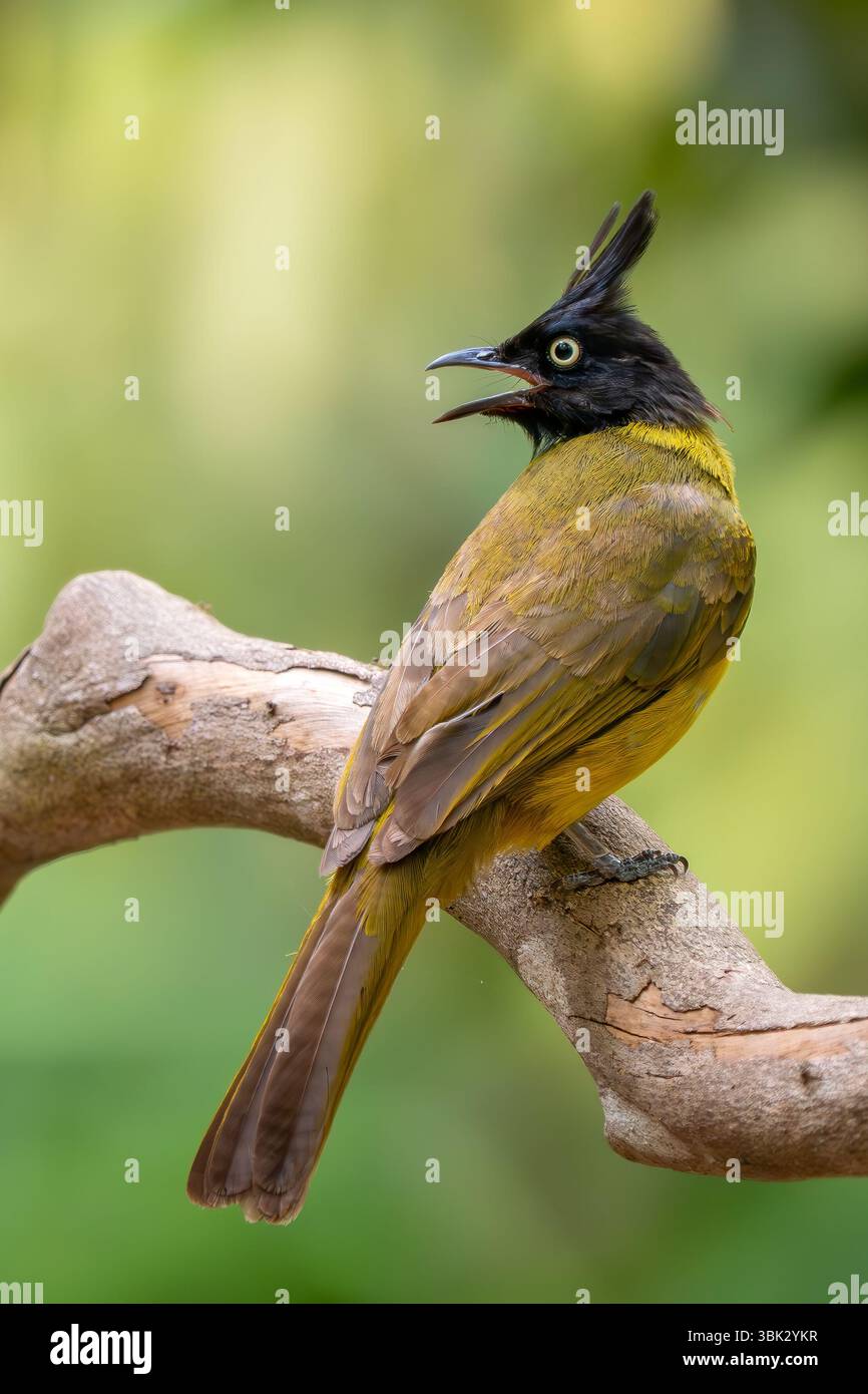 Bulbul à crête noire - Rubigula flaviventris, bel oiseau perché jaune et noir des forêts et des bois asiatiques, Vietnam. Banque D'Images