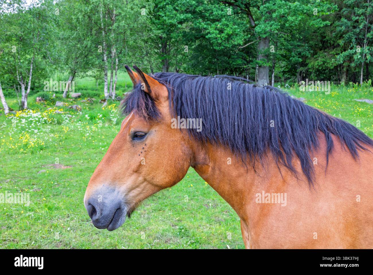 Cheval brun avec crinière noire sur une prairie Banque D'Images