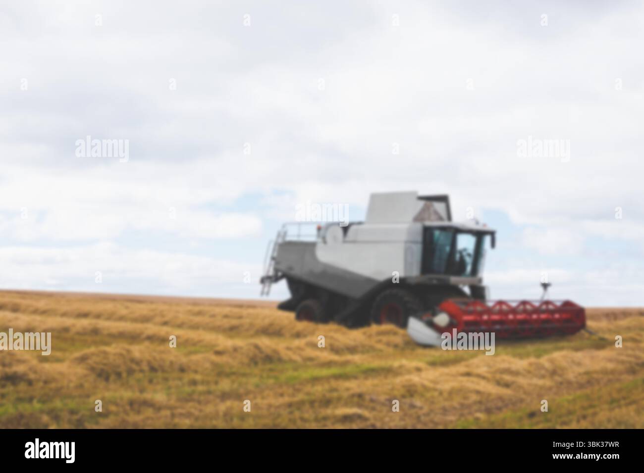 La moissonneuse-batteuse plate se déplace lentement à travers le champ de grains dorés, montrant des rabatteurs de coupe rouges Banque D'Images