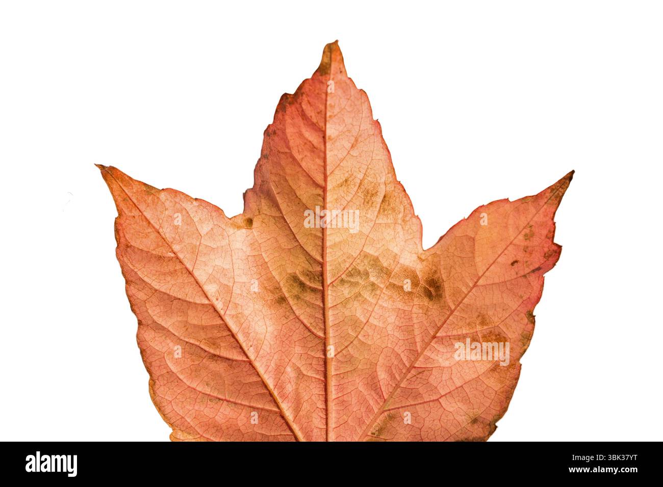 Une seule feuille d'automne séchée est montrée dans l'illustration de conception plate avec fond blanc, espace de copie Banque D'Images Une seule feuille d'automne séchée est montrée dans l'illustration de conception plate avec fond blanc, espace de copie Banque D'Images