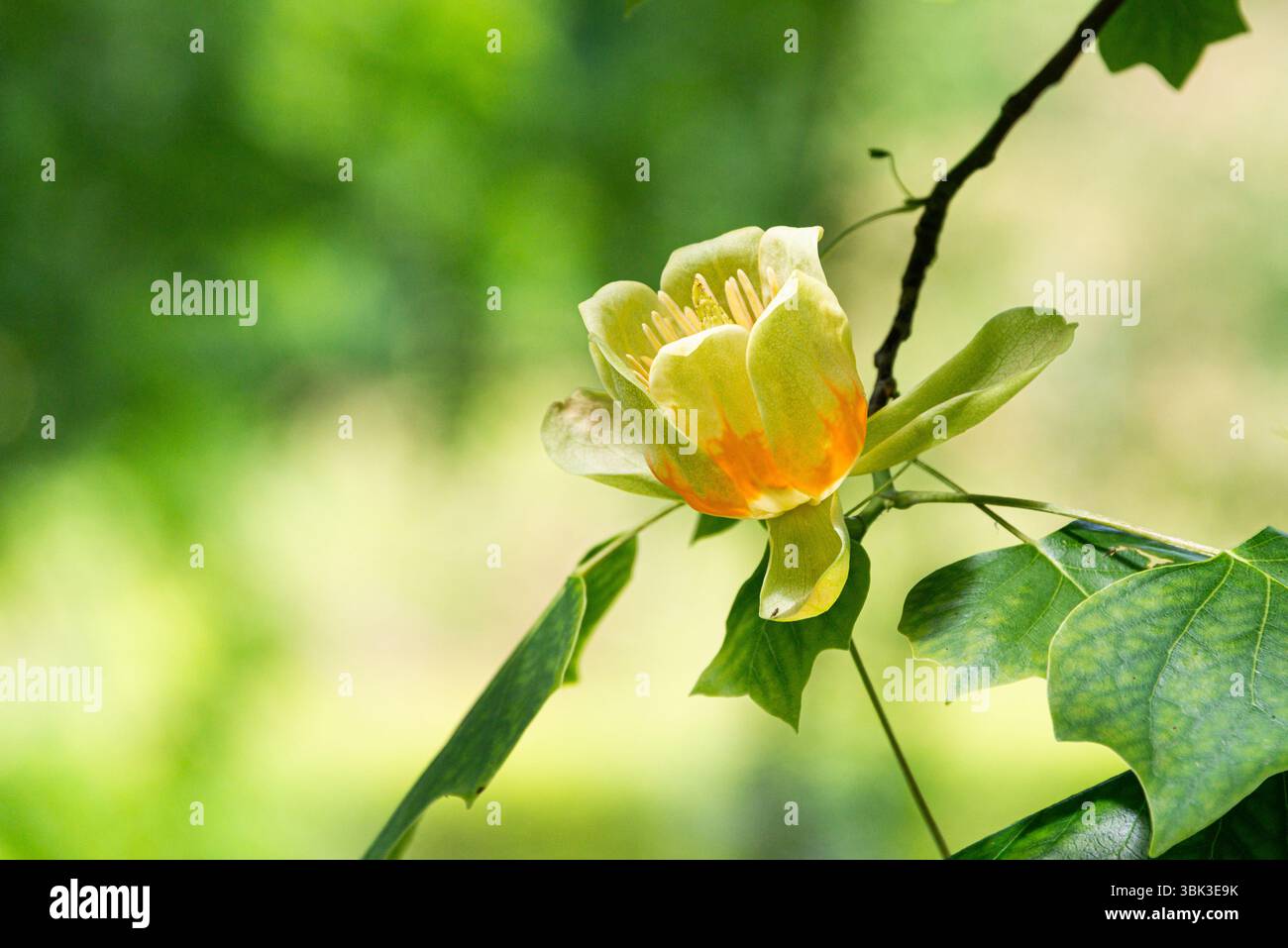 La fleur d'un tulipe (Liriodendron tulipifera) Banque D'Images