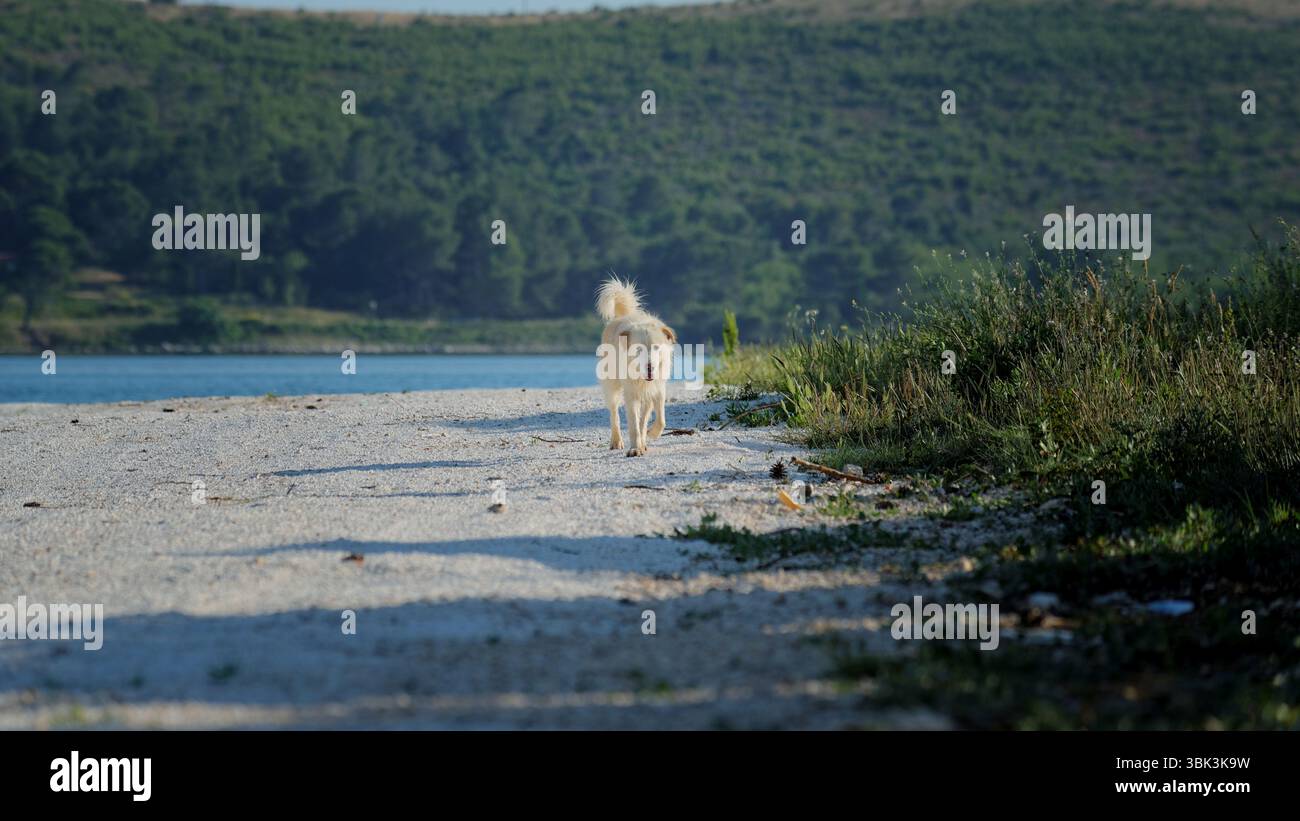 Chien adulte dehors sur la plage Banque D'Images