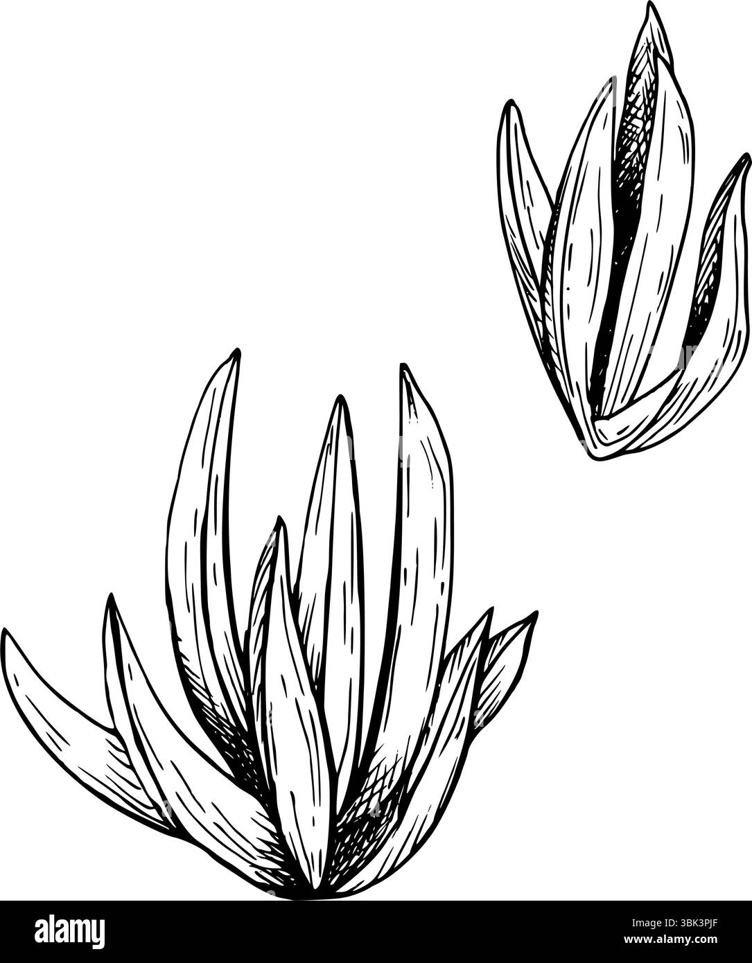 Un ensemble de plantes de glace. Fleur de dune côtière. Illustration vectorielle de style botanique dessinée à la main en noir et blanc. Peint par des encres noires. Esquisser avec fin Illustration de Vecteur Un ensemble de plantes de glace. Fleur de dune côtière. Illustration vectorielle de style botanique dessinée à la main en noir et blanc. Peint par des encres noires. Esquisser avec fin Illustration de Vecteur