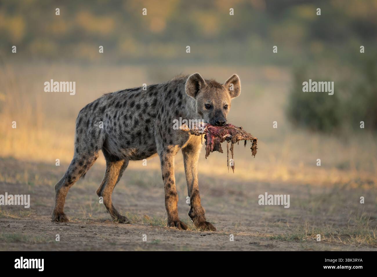 Hyena tachetée, Crocuta crocuta, portant un os dans sa bouche avec de la viande rouge. Désert du Kalahari, Afrique du Sud Banque D'Images