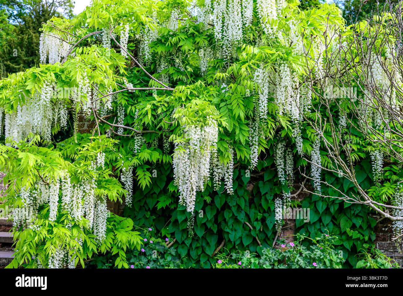 Usine White Wisteria dans les jardins du Prieuré à Orpington, GT. Londres. Banque D'Images