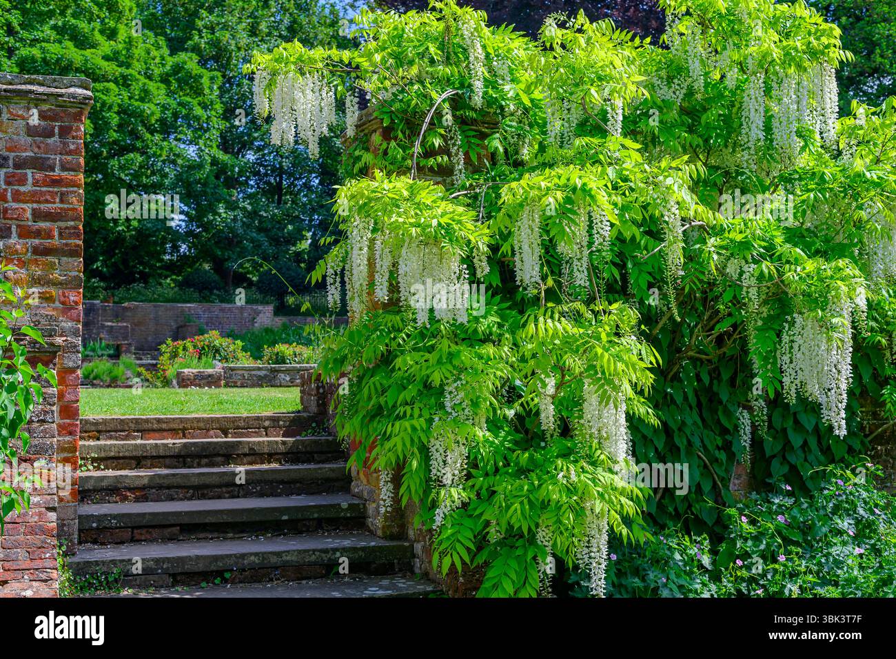 Usine White Wisteria dans les jardins du Prieuré à Orpington, GT. Londres. Banque D'Images