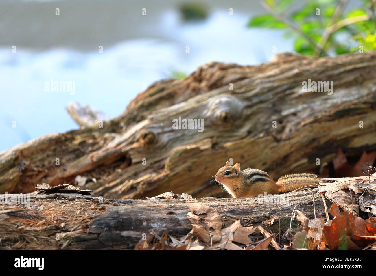 Prudent chipmunk fait une pause sur une bûche tout en se ruant sur la collecte de nourriture Banque D'Images Prudent chipmunk fait une pause sur une bûche tout en se ruant sur la collecte de nourriture Banque D'Images