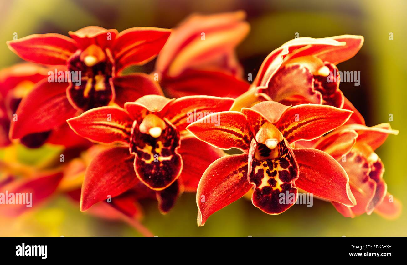 Gros plan sur les iris barbus au RHS Chelsea Flower Show à Londres, au Royaume-Uni. Banque D'Images