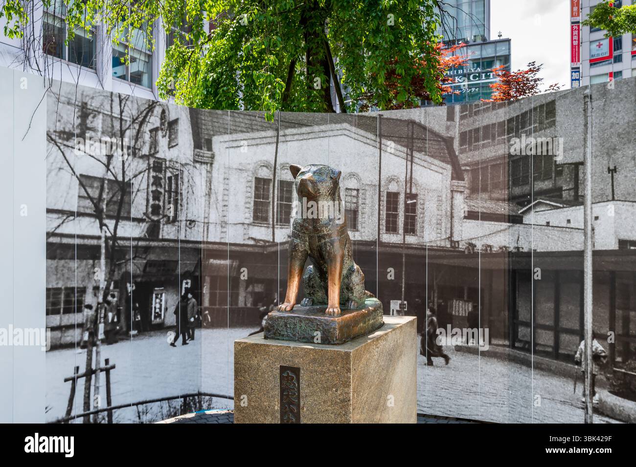 Statue en bronze du célèbre chien japonais Akita Hachiko à la gare de Shibuya à Tokyo, Japon. Banque D'Images