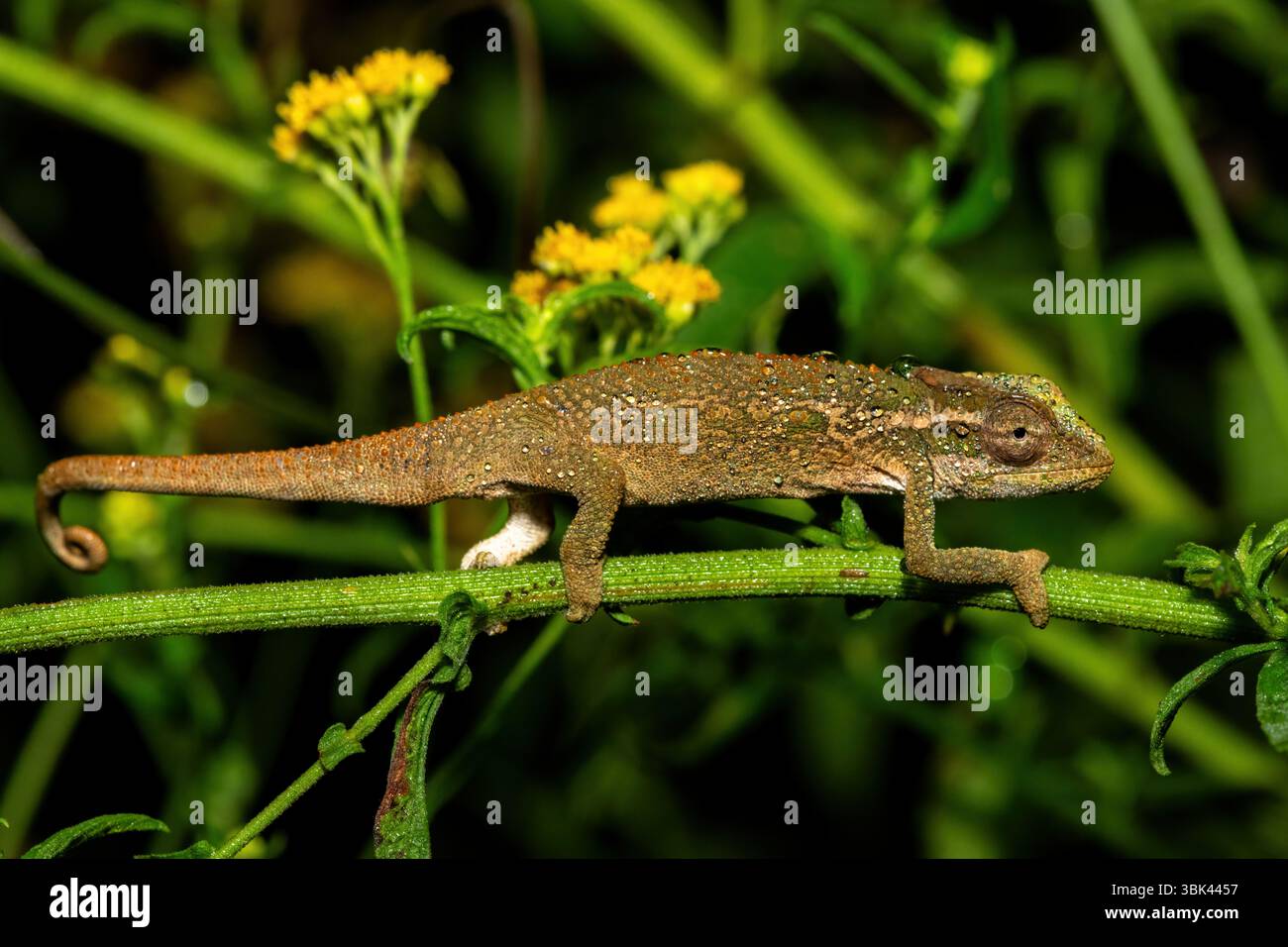 Midlands Dwarf Chameleon Complex (complexe Bradypodion melanocephalum) affichant son camouflage par une soirée humide au KwaZulu-Natal, Afrique du Sud Banque D'Images