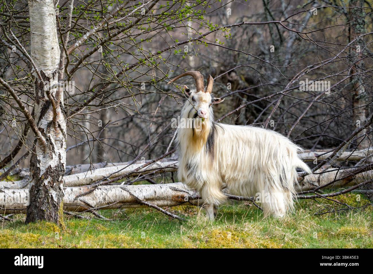 Billy Wild Goat grignoter sur les bourgeons de feuilles Banque D'Images
