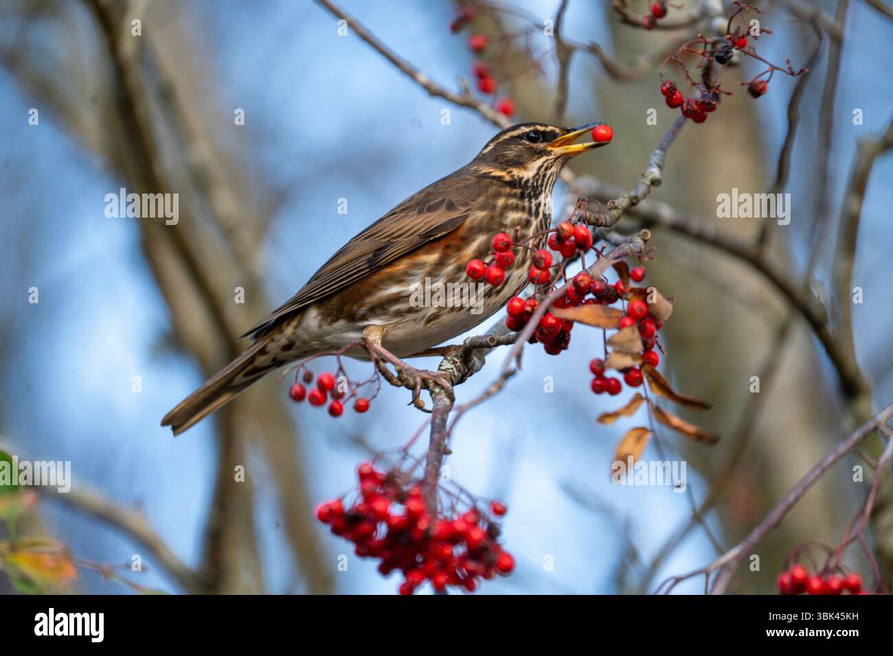 Redwing se nourrissant de Rowan Berries Banque D'Images