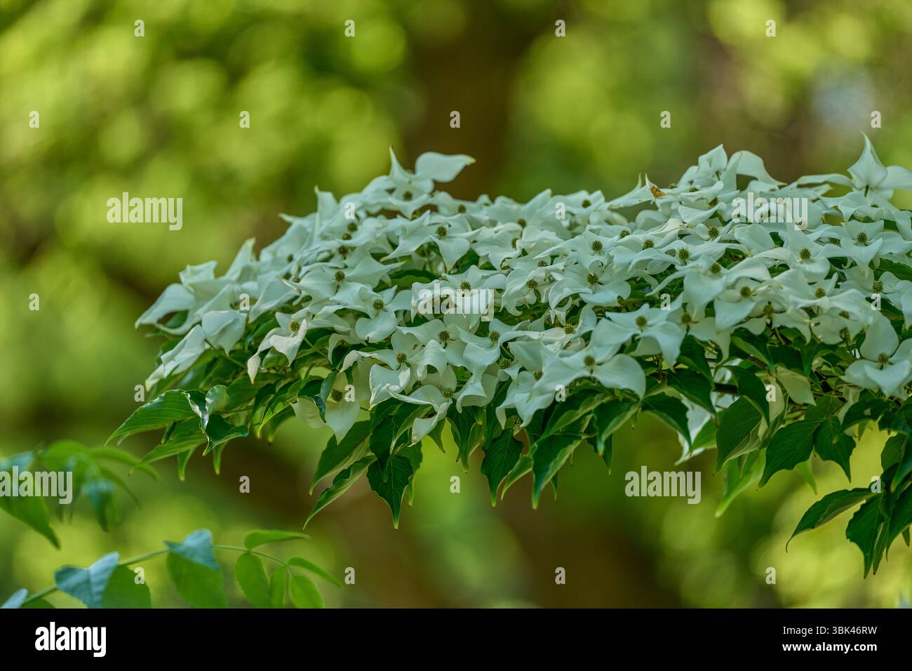 Dogwood fleurs blanches luxuriantes Cornus kousa Banque D'Images
