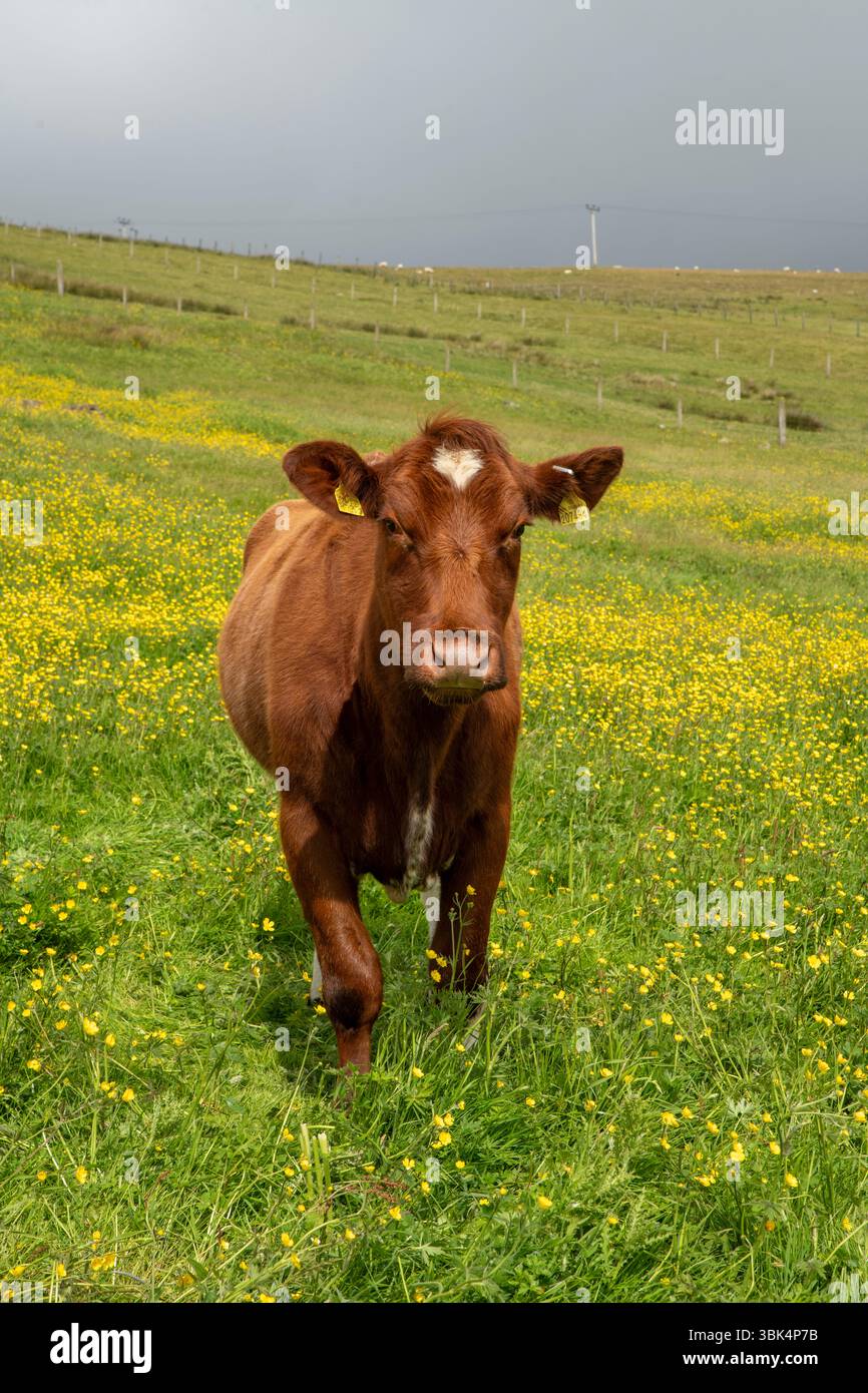 Les vaches paissent paisiblement dans un pré ensoleillé parsemé de papillons dorés, capturant l'essence d'une scène estivale rurale tranquille. Banque D'Images