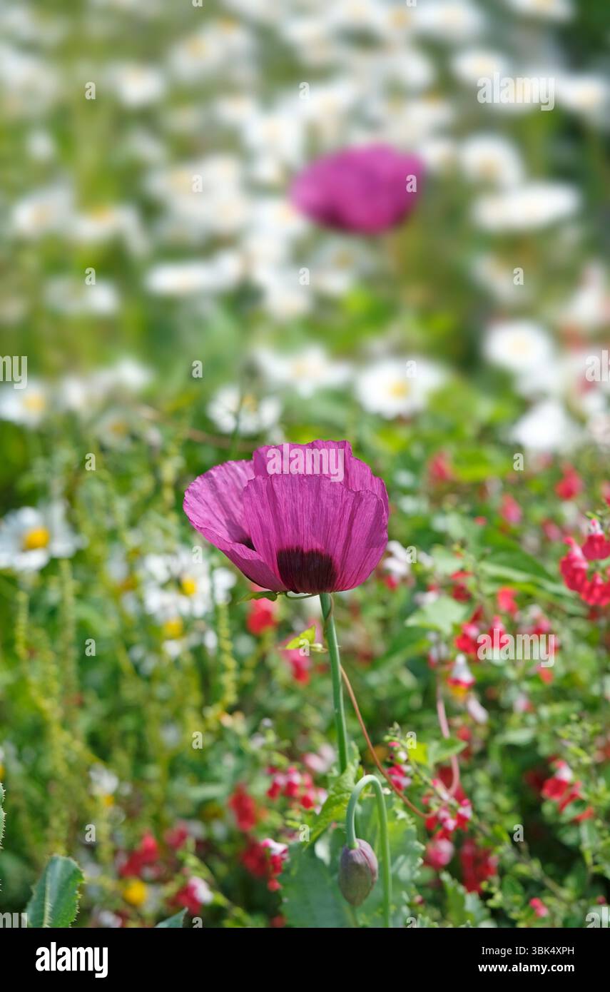 coquelicot violet à tige unique et fleurs sauvages, norfolk, angleterre Banque D'Images