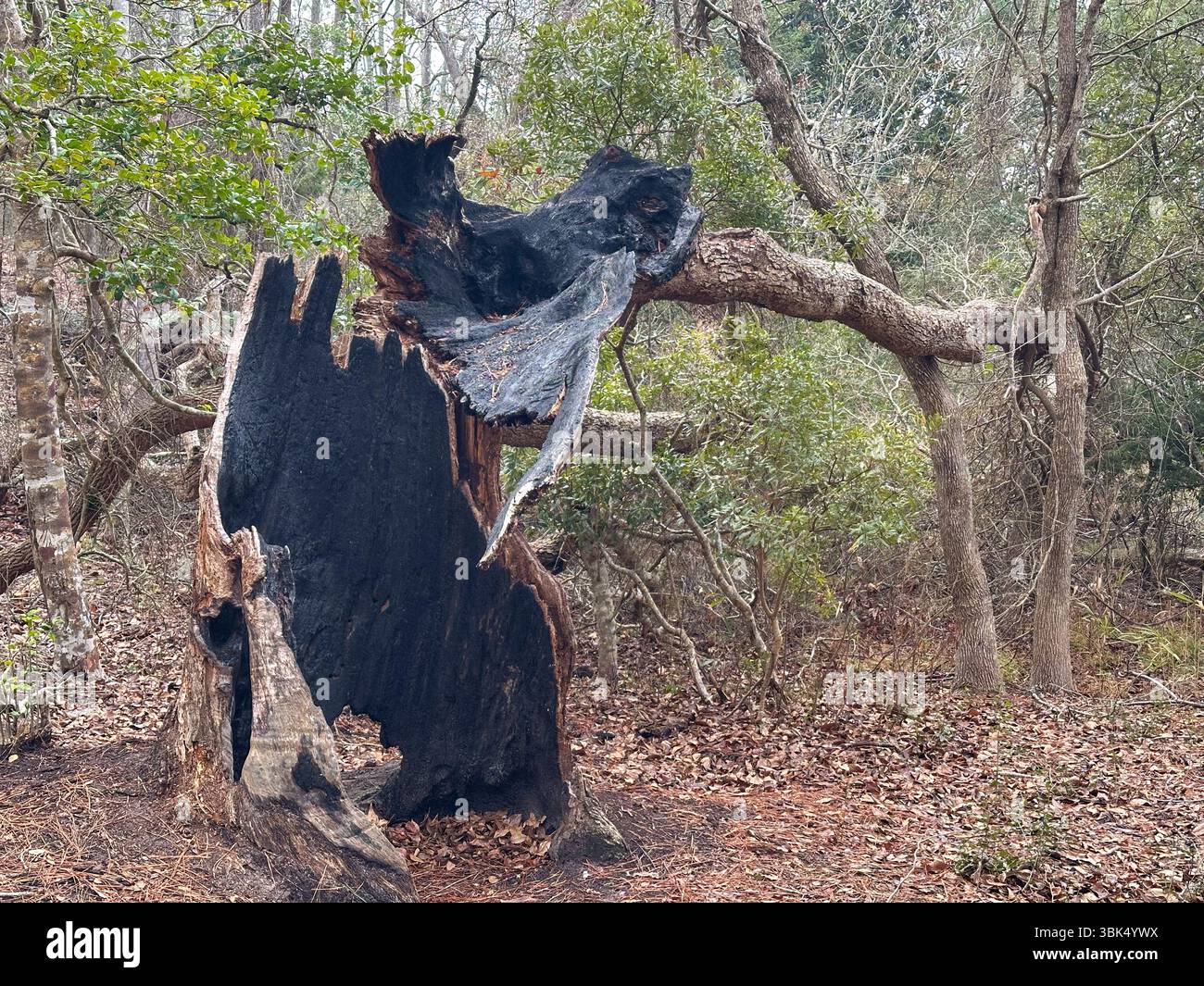 Un grand tronc d’arbre carbonisé est creux et noirci dans une clairière forestière, un rappel dramatique des dommages causés par les feux de forêt et de la résilience de la nature Banque D'Images