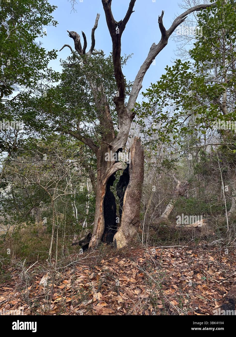 Un grand arbre partiellement mort avec un tronc creux noirci s'élève d'un sol forestier couvert de feuilles sèches, laissant entendre les dégâts causés par le feu dans un milieu résistant Banque D'Images