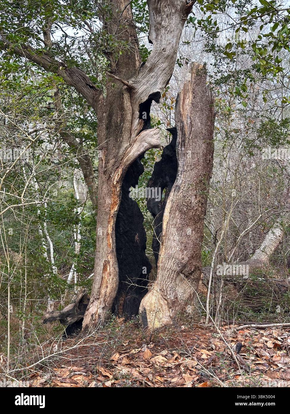 Un grand arbre partiellement mort avec un tronc creux noirci s'élève d'un sol forestier couvert de feuilles sèches, laissant entendre les dégâts causés par le feu dans un milieu résistant Banque D'Images