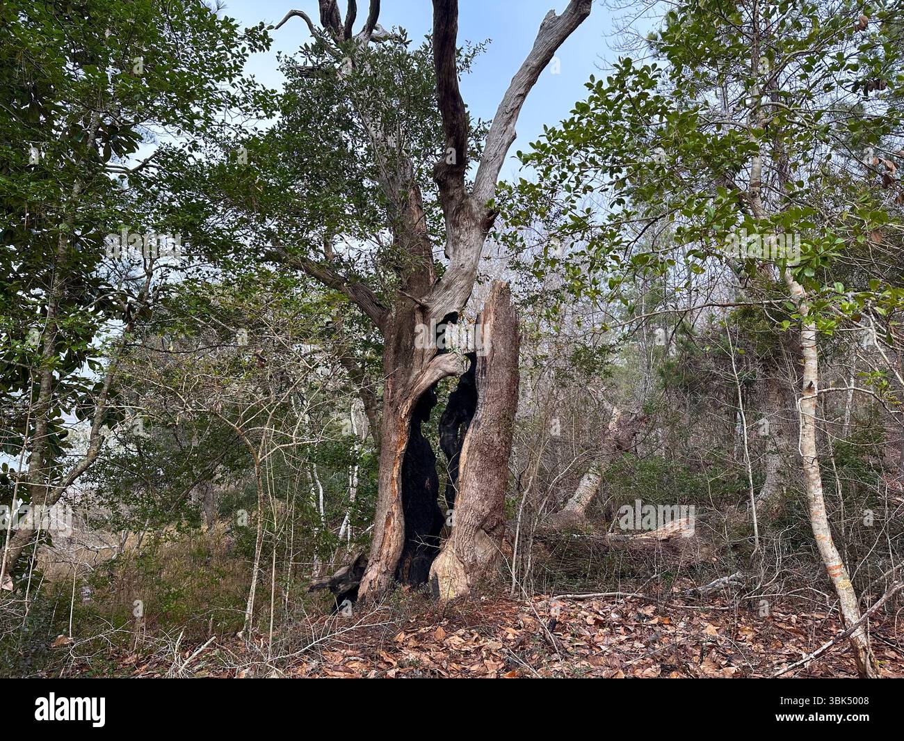 Un grand arbre partiellement mort avec un tronc creux noirci s'élève d'un sol forestier couvert de feuilles sèches, laissant entendre les dégâts causés par le feu dans un milieu résistant Banque D'Images