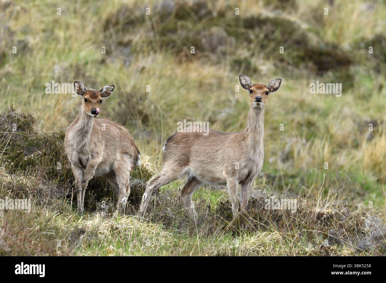 Femelle de cerf Sika (Cervus nippon) avec veau élevé au crépuscule, Inverness-shire, Écosse, mai Banque D'Images