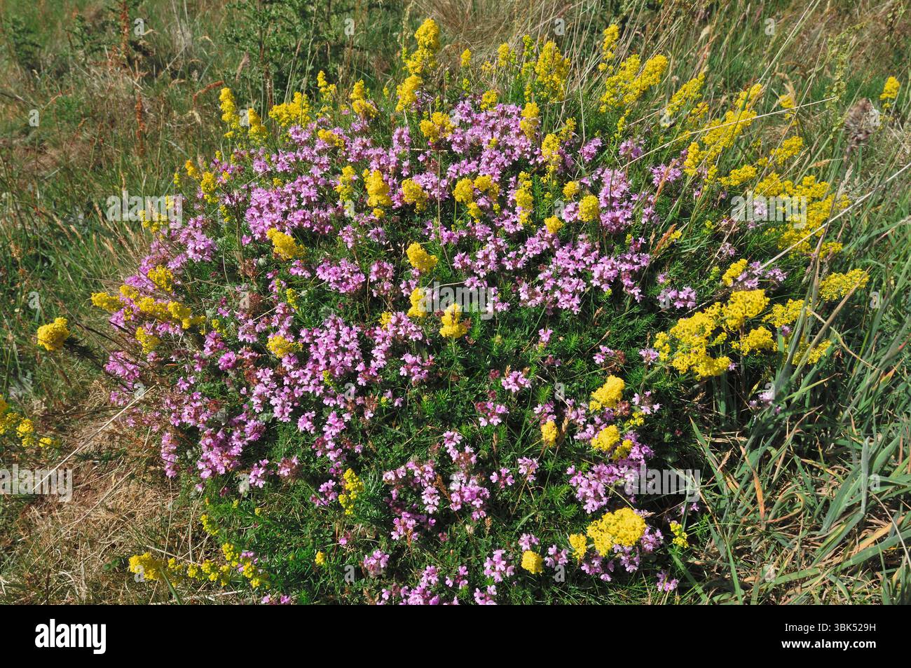 Monticule de nid de fourmi de prairie jaune (Lasius flavus) sur des prairies « non améliorées » colonisées par le thym sauvage (Thymus serpyllum) et la paille de lit de la dame (Galium verum) Banque D'Images