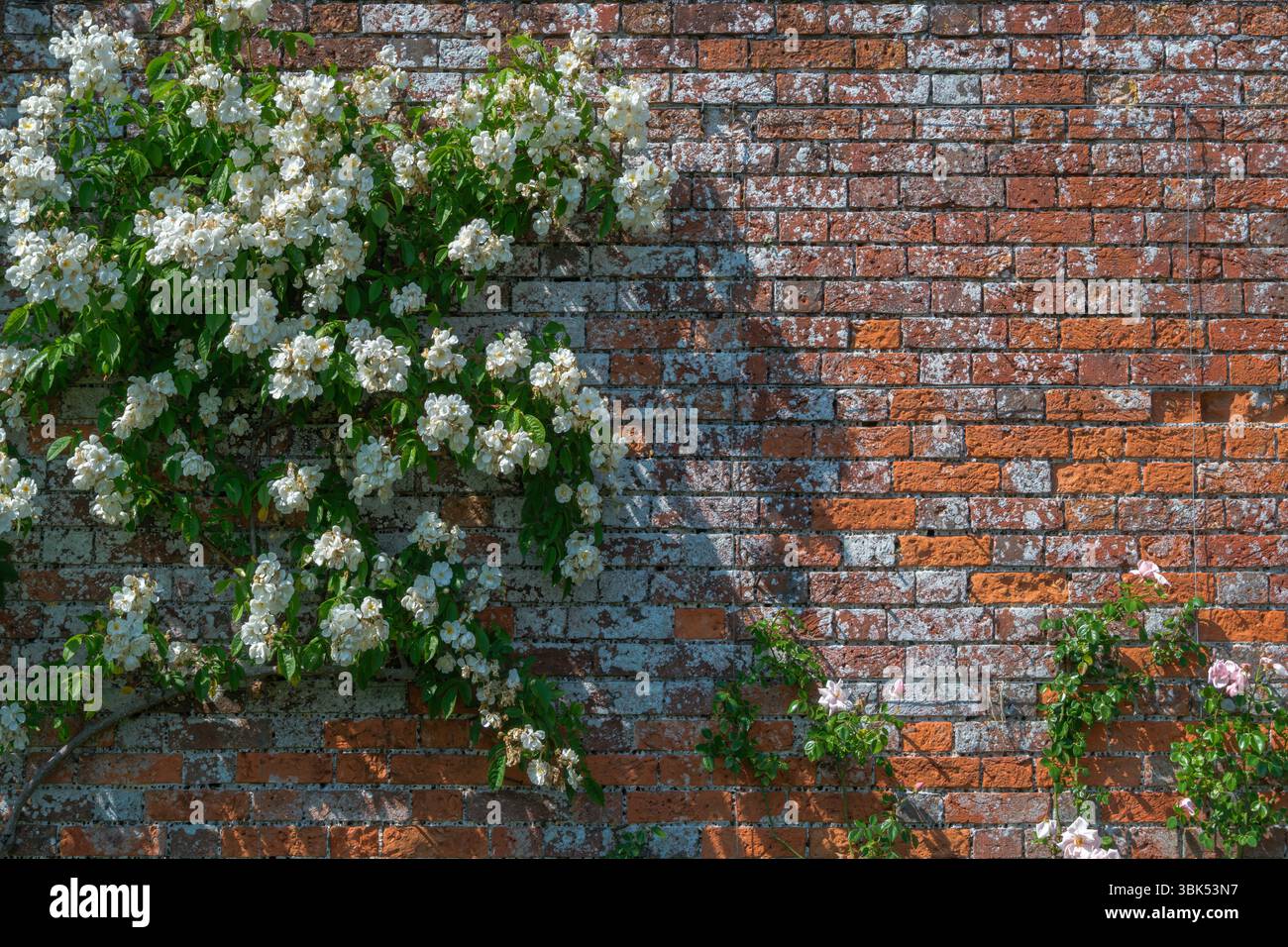 Badminton, Gloucestershire - les magnifiques jardins clos paysagers de Badminton House. Banque D'Images