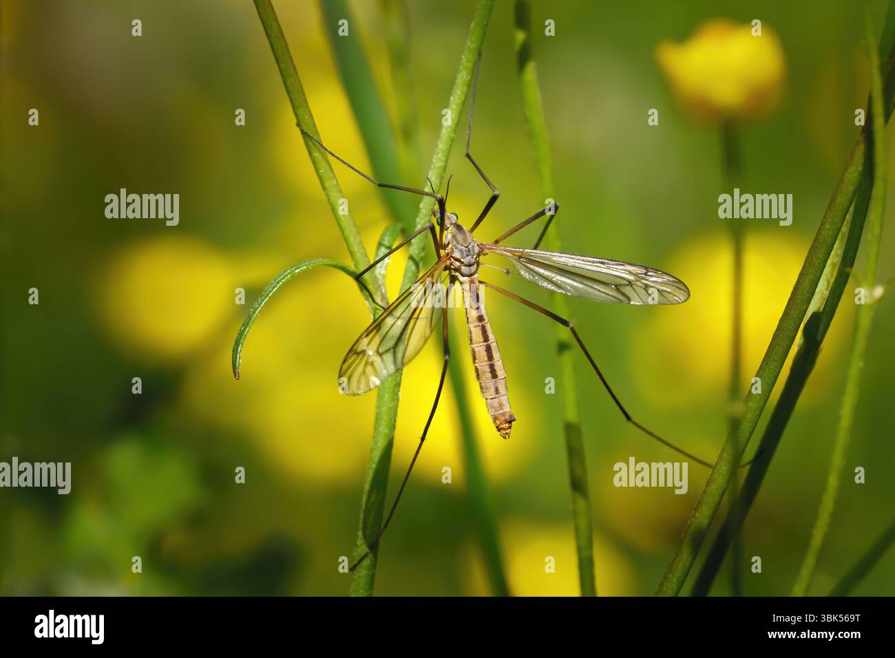 Tipula vernalis - grue femelle mouche sur tiges vertes de plantes Banque D'Images