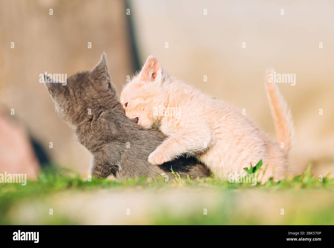 Un chaton crème affronte un frère gris dans un moment de jeu animé. Idéal pour le contenu mettant en vedette l'énergie, le plaisir et le comportement animal Banque D'Images