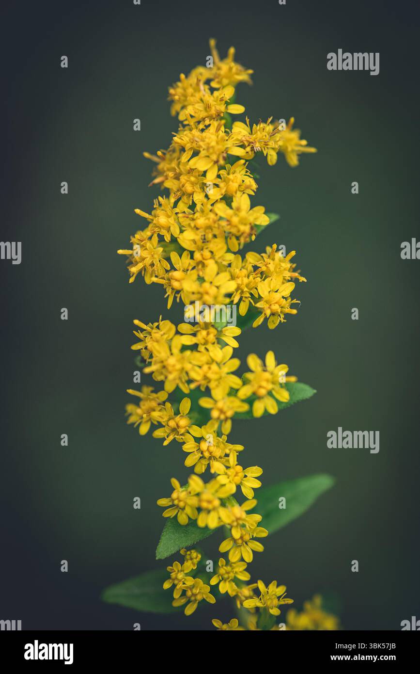Gros plan d'une épi de fleur de verge d'or (Solidago) en fleur. Fleur sauvage jaune vif originaire d'Amérique du Nord, photographiée sur fond vert. Banque D'Images