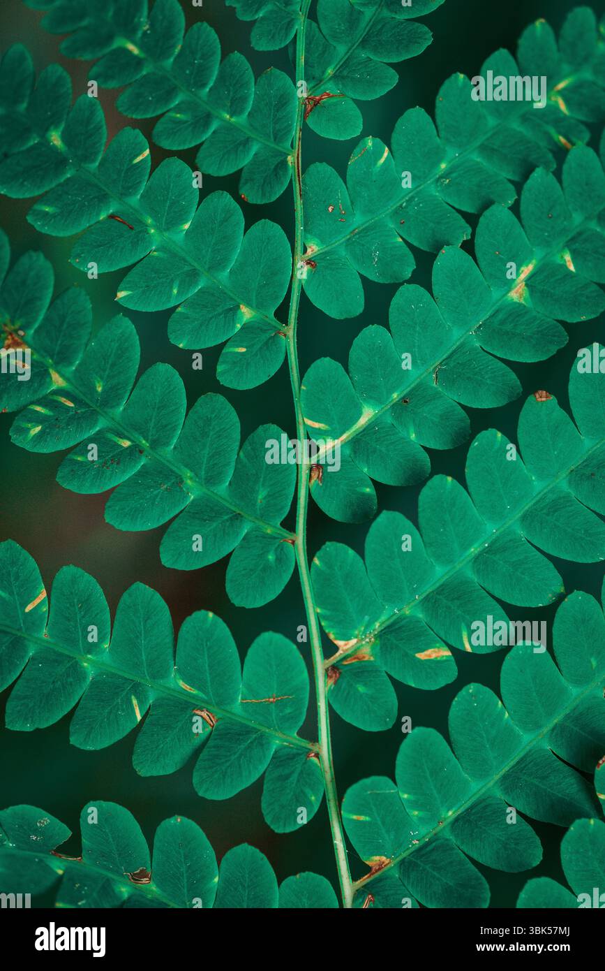Gros plan de feuilles pennées vertes avec une tige centrale et des folioles symétriques. Texture botanique naturelle avec une couleur riche et des détails fins. Banque D'Images