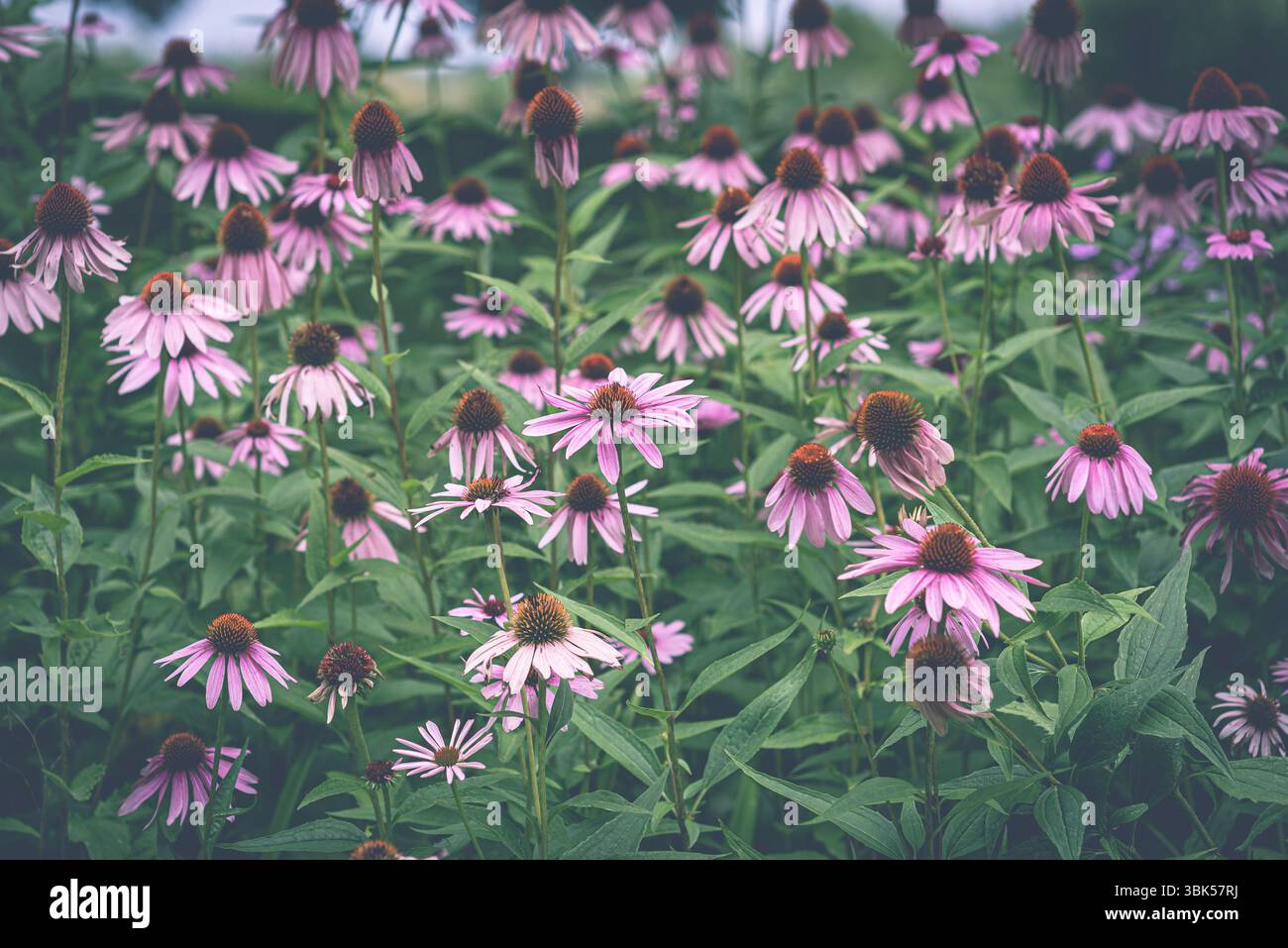 Grappe de coneflowers violets en fleurs (Echinacea purpurea) dans un pré ou un jardin. Des pétales roses éclatants et des cônes de graines proéminents sont visibles. Banque D'Images