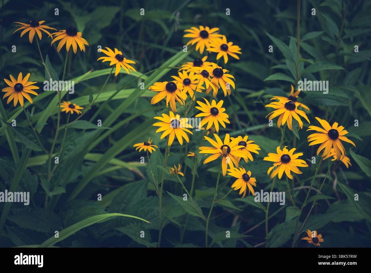 Jaune fleurs sauvages de Susan aux yeux noirs (Rudbeckia hirta) fleurissant dans un pré vert. Les pétales lumineux et les centres sombres se distinguent du feuillage luxuriant. Banque D'Images