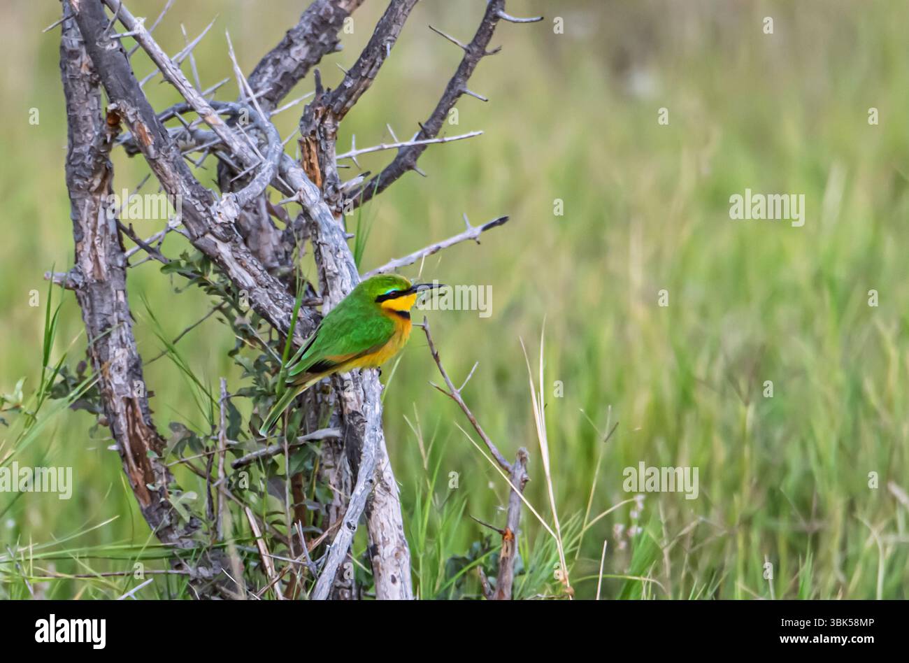 Petit mangeur d'abeilles (Merops pusillus) de Tanzanie, l'Afrique est le plus petit des mangeurs d'abeilles africains Banque D'Images