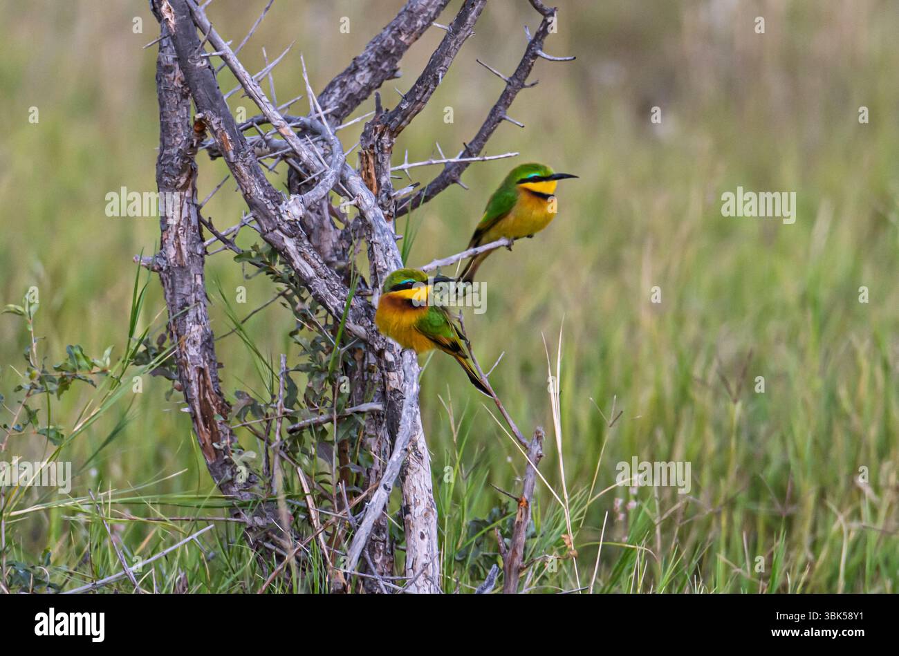 Petit mangeur d'abeilles (Merops pusillus) de Tanzanie, l'Afrique est le plus petit des mangeurs d'abeilles africains Banque D'Images