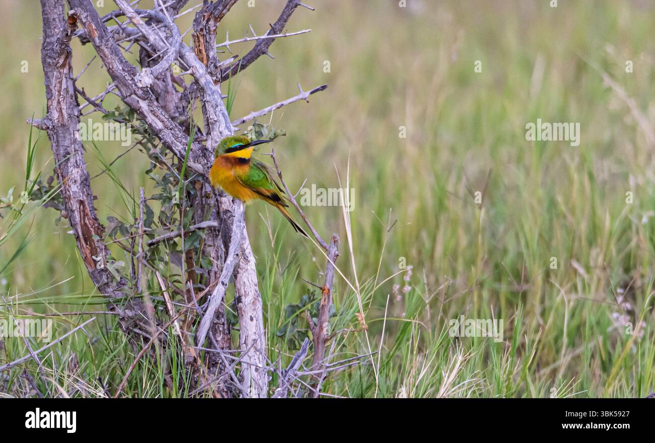 Petit mangeur d'abeilles (Merops pusillus) de Tanzanie, l'Afrique est le plus petit des mangeurs d'abeilles africains Banque D'Images