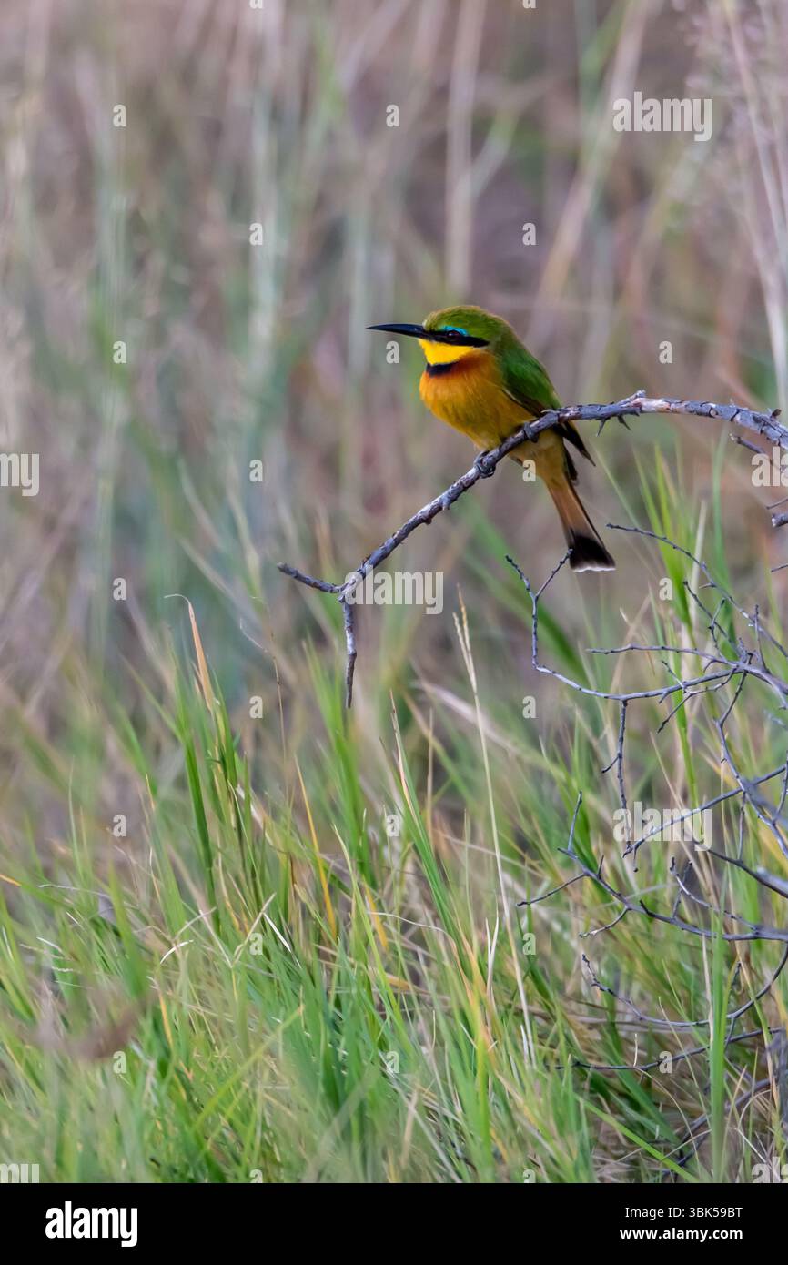 Petit mangeur d'abeilles (Merops pusillus) de Tanzanie, l'Afrique est le plus petit des mangeurs d'abeilles africains Banque D'Images