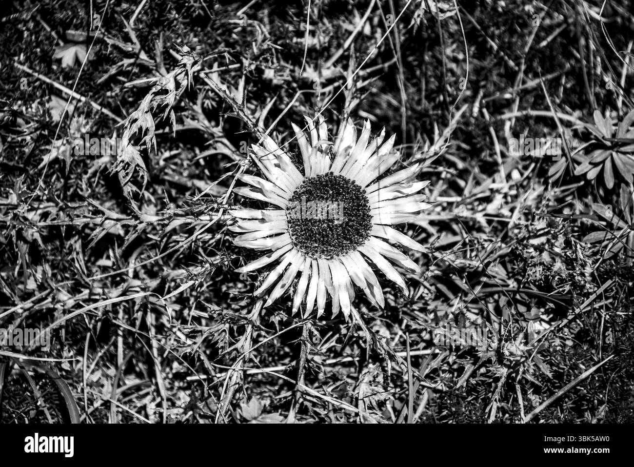 Gros plan de Carlina acaulis sur Monte Altissimo près du lac de Garde, trente, Italie Banque D'Images