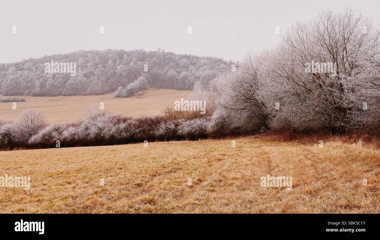 Winter Brown Meadow couvert de Hoar Frost sur les arbres de végétation en Tchéquie Banque D'Images