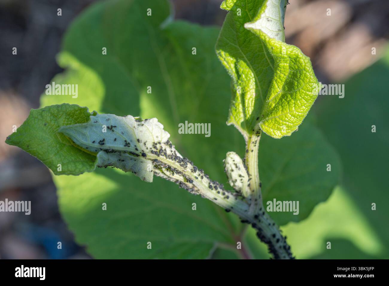 Tôt le matin, gros plan de la jeune tige et de la feuille de Burdock / Arctium infestées de Blackfly / Aphis fabae agg. (mise au point peu profonde). Jardin attaqué. Banque D'Images