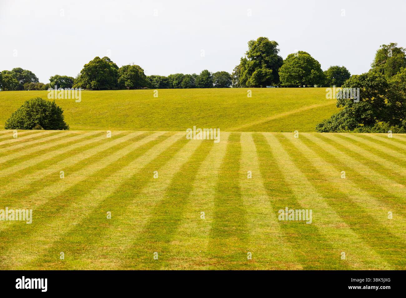 Pelouse tondue avec des rayures dirigées vers le champ ouvert et la ligne d'arbres. Banque D'Images