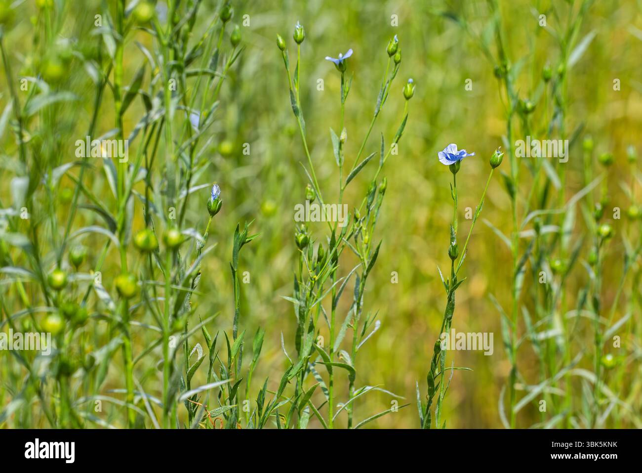 Lin commun / graines de lin (Linum usitatissimum / Linum crepitans), cultivé comme culture alimentaire et fibreuse, floraison en champ à la fin du printemps / début de l'été Banque D'Images