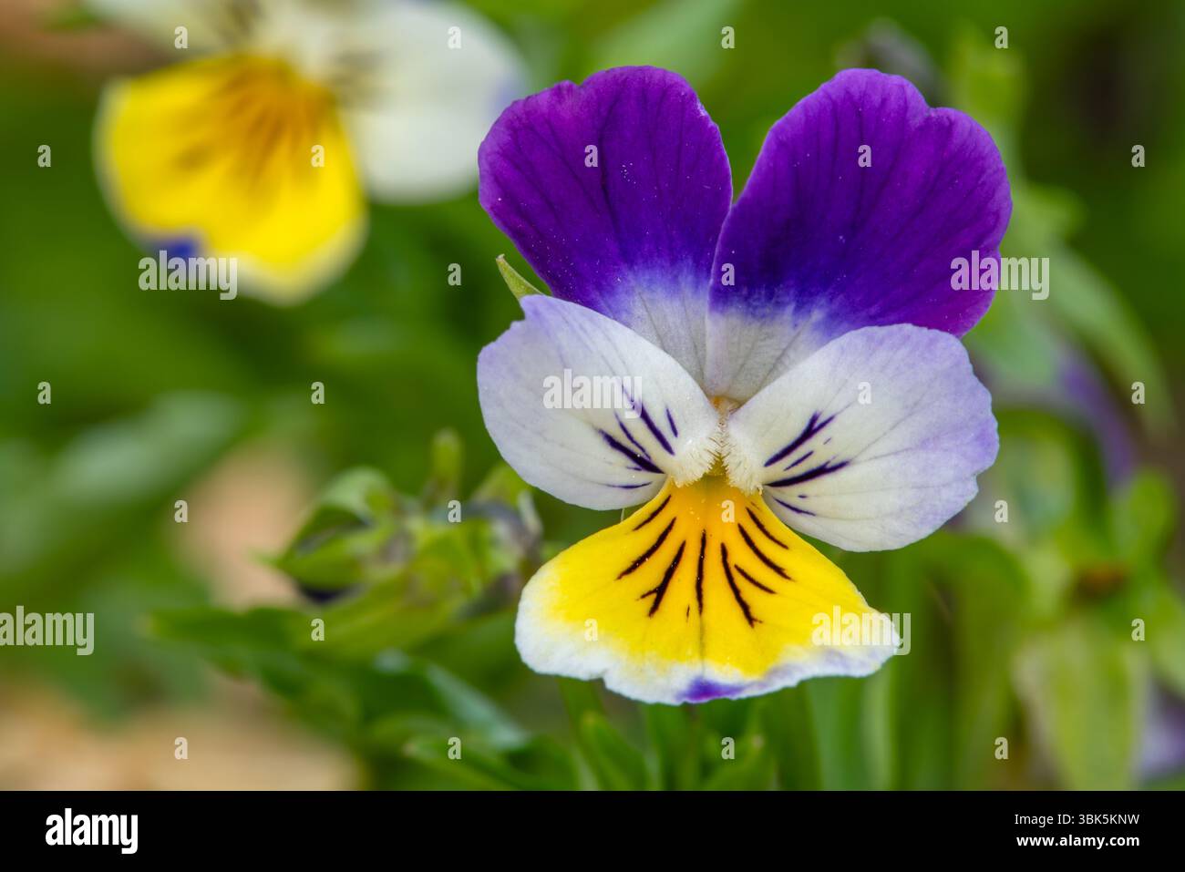 Wild Pansy / Johnny Jump Up / heartsease / Heart's Ease (Viola tricolor) gros plan de vivaces colorées en fleur au printemps / été Banque D'Images