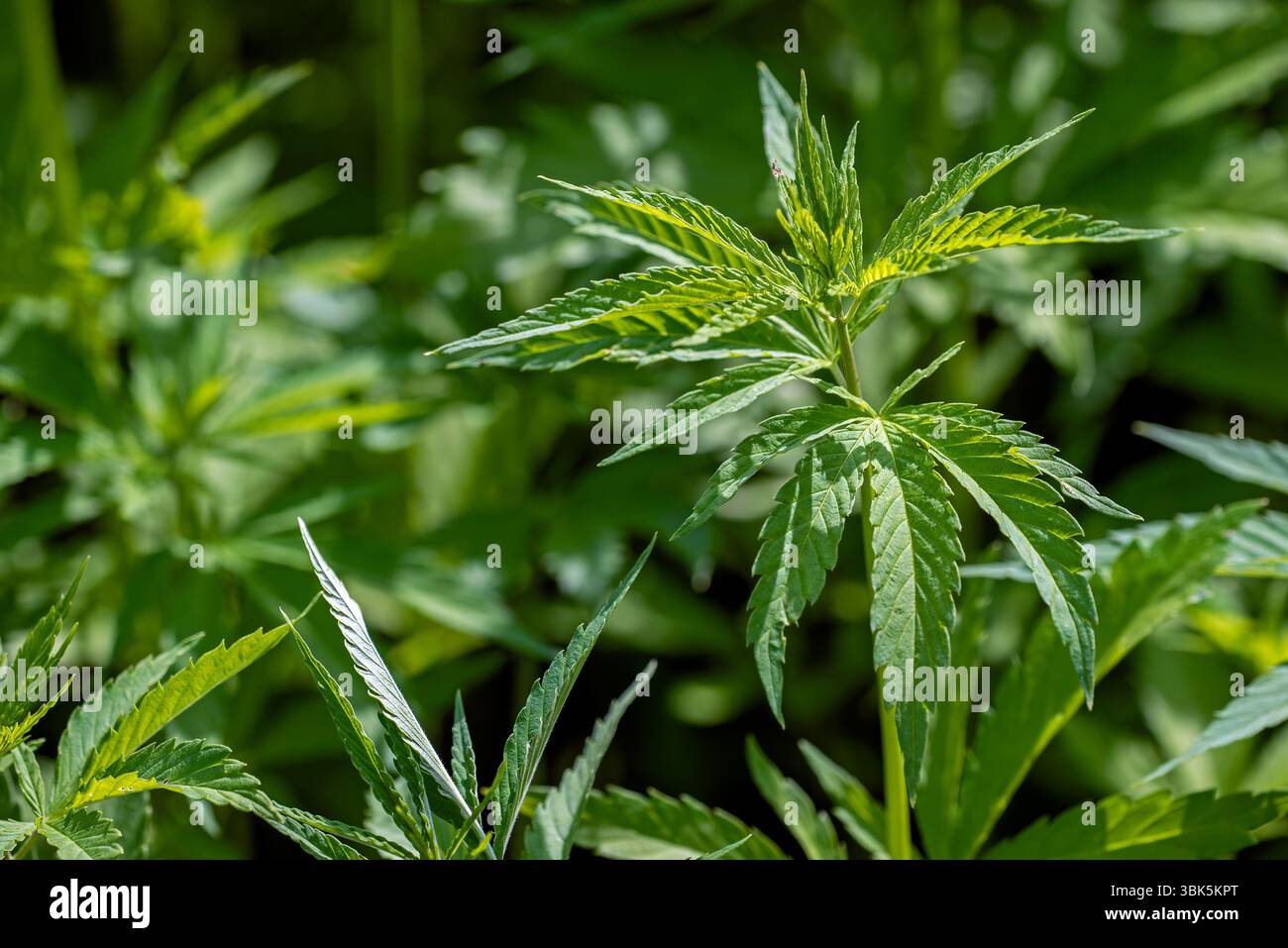 Champ industriel de chanvre (cannabis sativa) cultivé pour papier, corde, textiles, vêtements, plastiques biodégradables, peinture, isolation, biocarburant, nourriture et fourrage Banque D'Images Champ industriel de chanvre (cannabis sativa) cultivé pour papier, corde, textiles, vêtements, plastiques biodégradables, peinture, isolation, biocarburant, nourriture et fourrage Banque D'Images