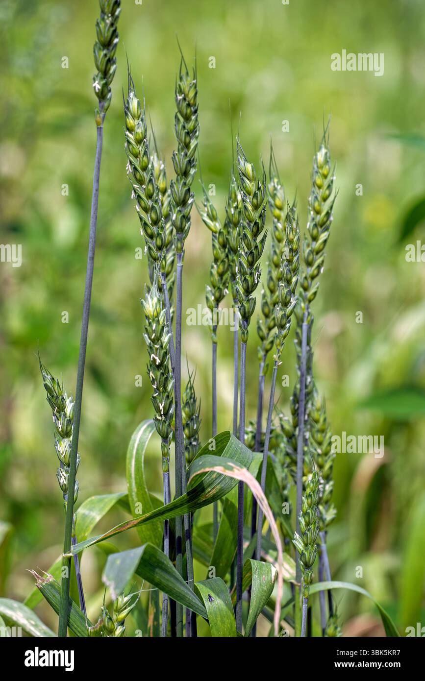 Lavett, blé tendre de printemps / blé tendre (Triticum aestivum) variété pour la culture biologique. Gros plan des pics à la fin du printemps / début de l'été Banque D'Images